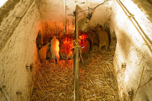  Az emődi telepen másfél hónapos korukig szalmás alomban tartják a malacokat és utána másfél hónapig intenzíven foglalkoznak velük.