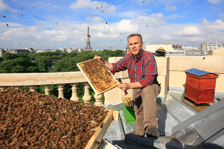 Mi történt a Notre Dame tetején élő 180 ezer méhvel? - Dining Guide