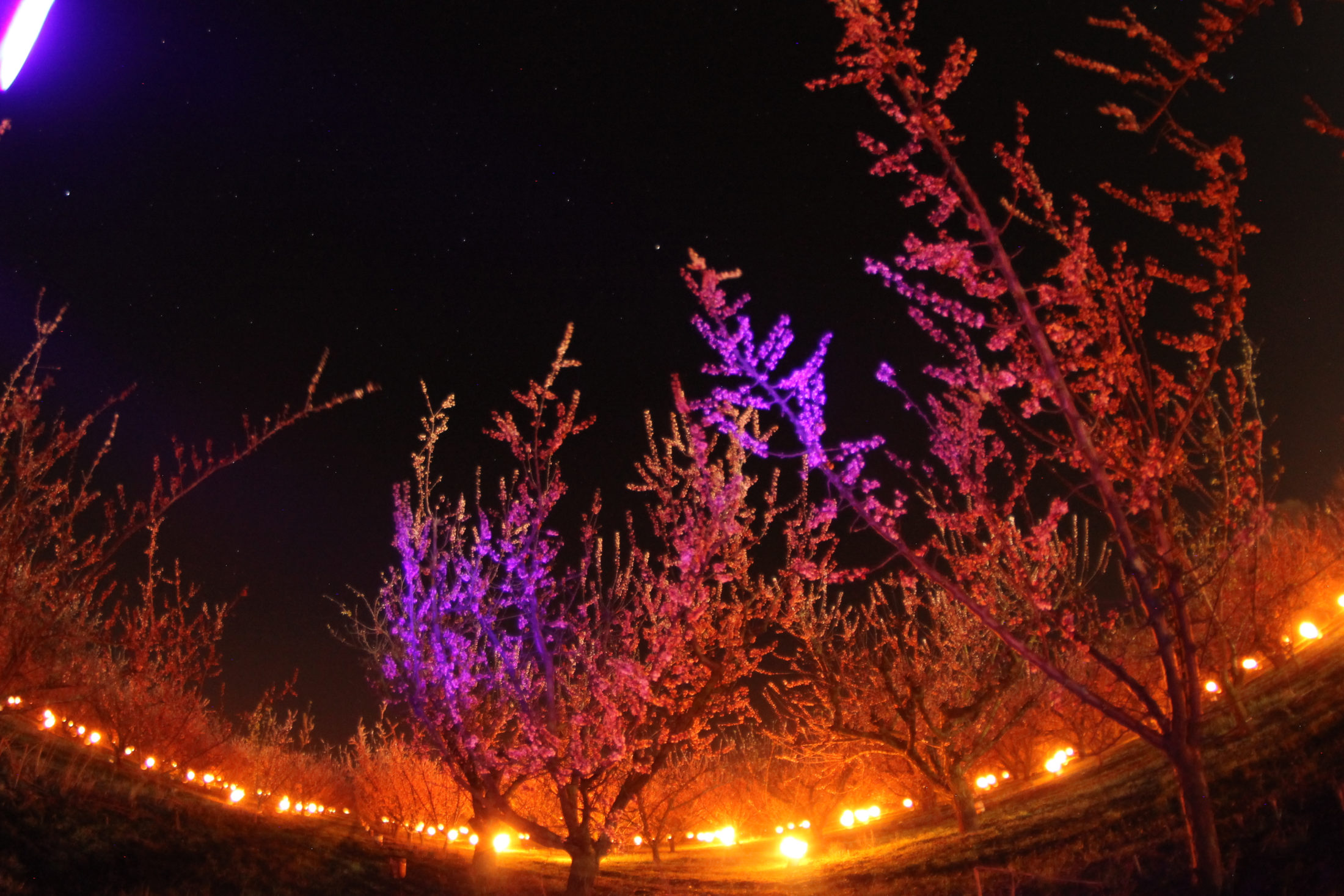 A balatoni ezer lámpás éjszakája képekben: Tűz melegével a fagy ellen