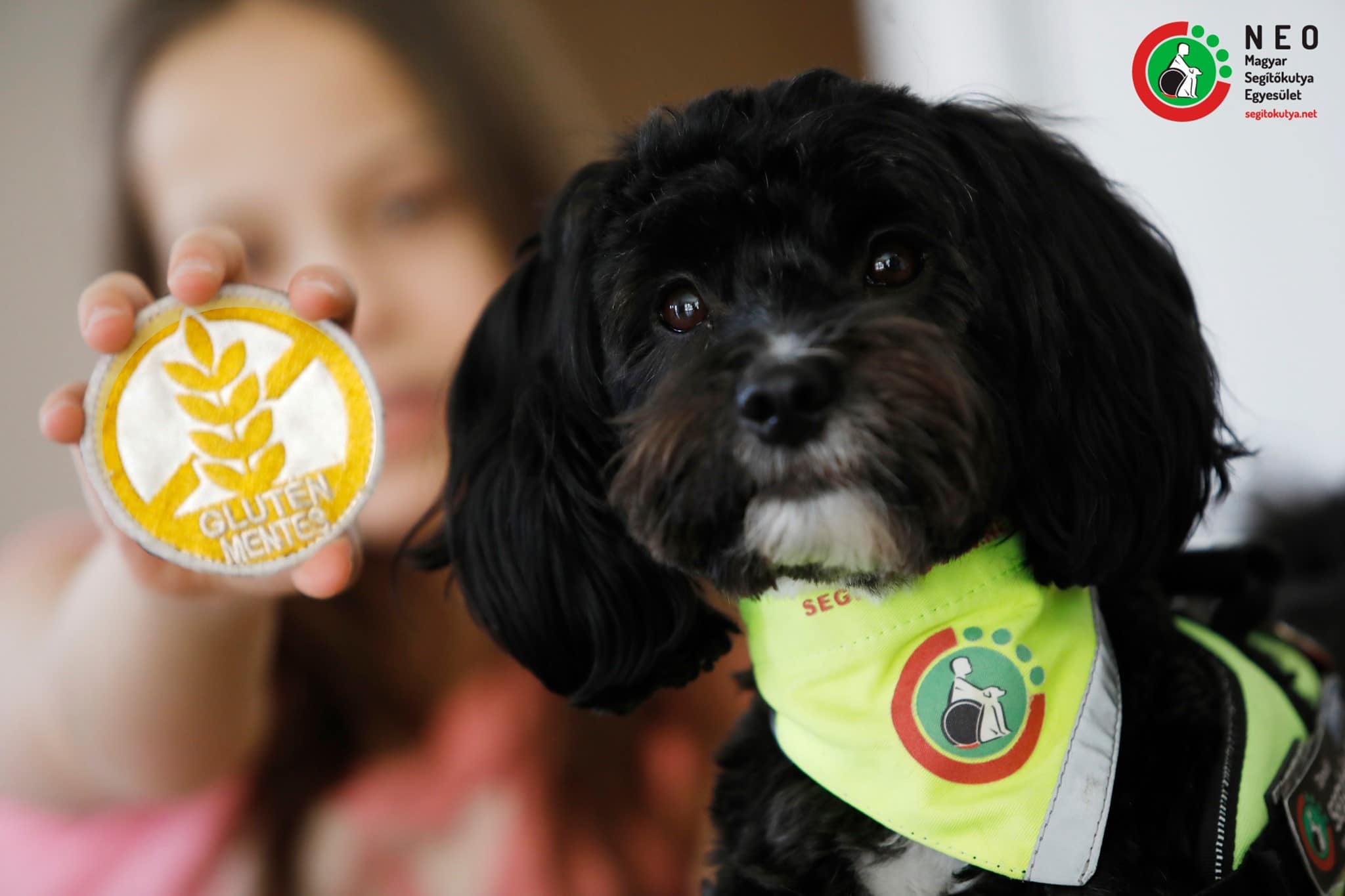 Munkába állt az első gluténjelző kutya: Gofree egy 11 éves kislány életét segíti