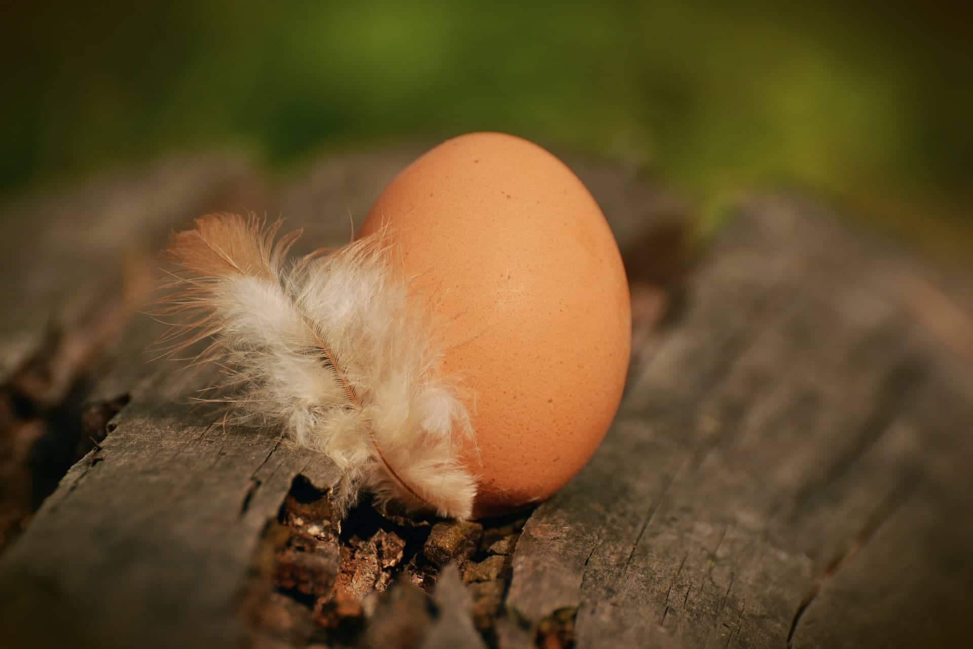 Boldog tyúktól boldog tojást: A lelkiismeretes városi ember már tyúkot is bérelhet a YouTyúkkal